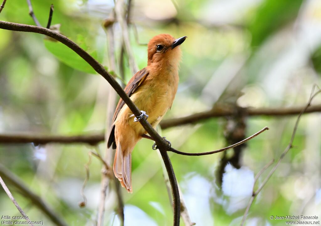 Cinnamon Attila