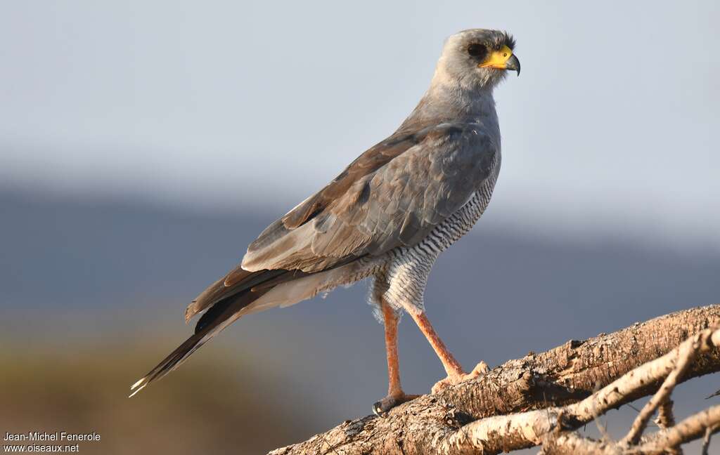 Eastern Chanting Goshawkadult, identification