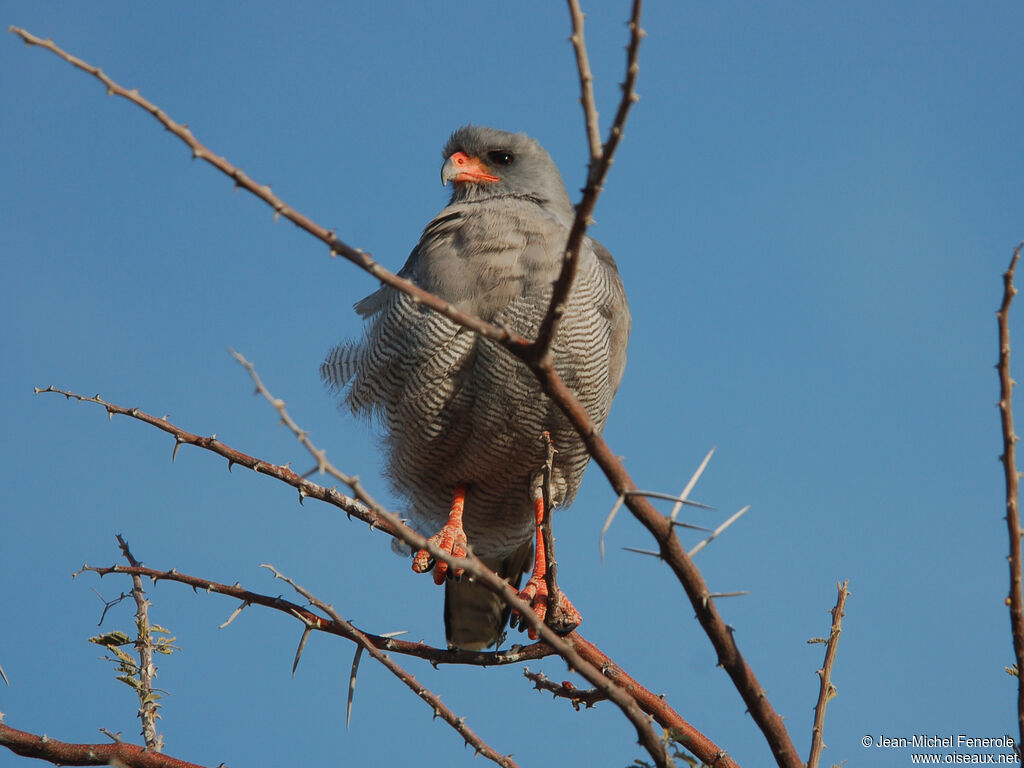 Pale Chanting Goshawk, identification