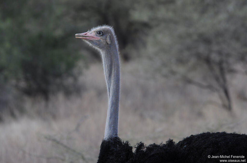 Somali Ostrich