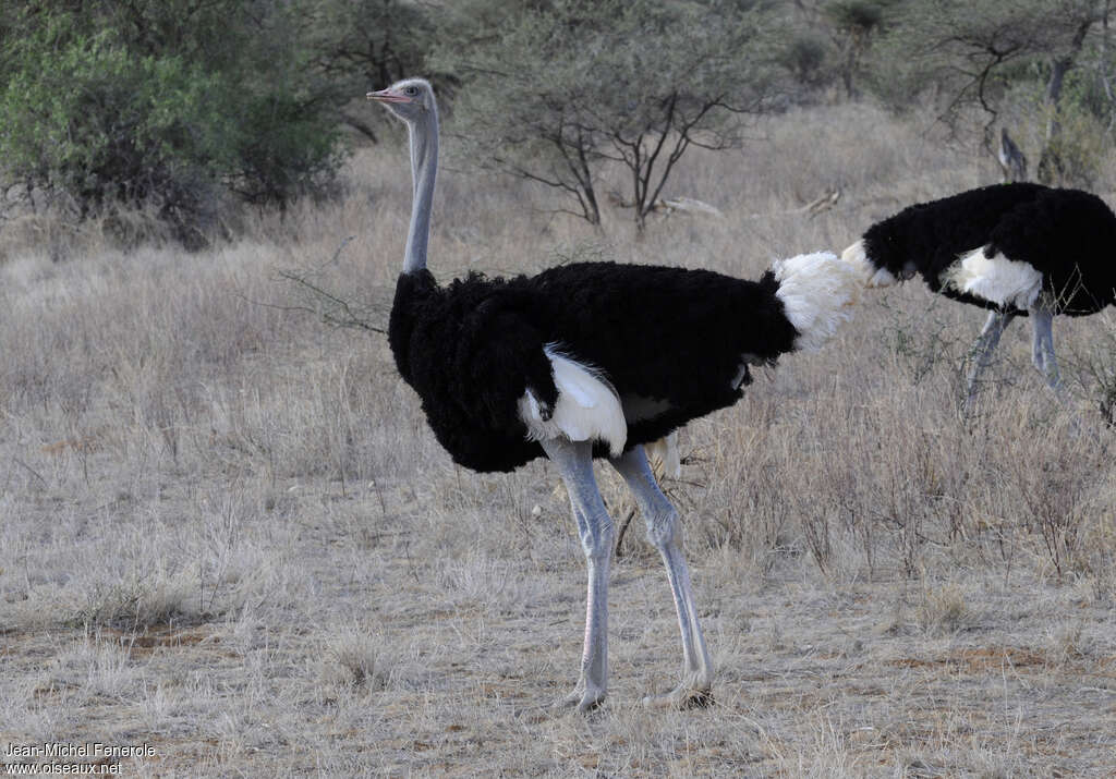 Somali Ostrich