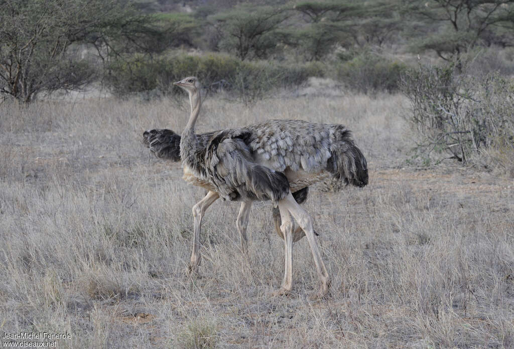 Somali Ostrich