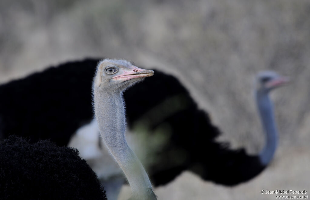 Somali Ostrich