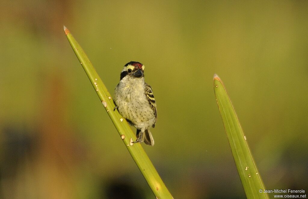 Northern Red-fronted Tinkerbird
