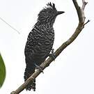 Batara rayé