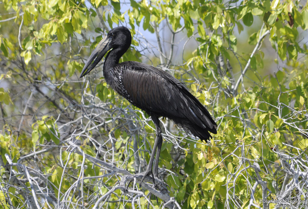 African Openbill