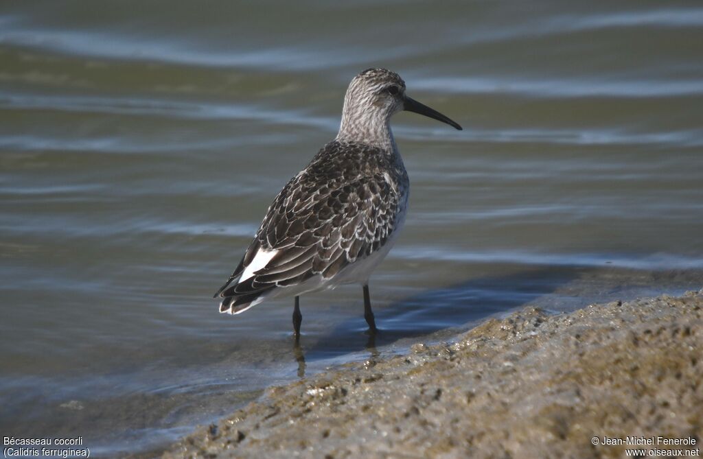 Curlew Sandpiper