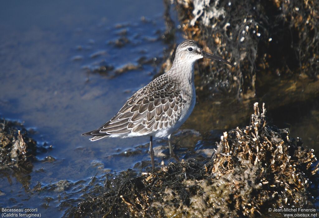 Curlew Sandpiper