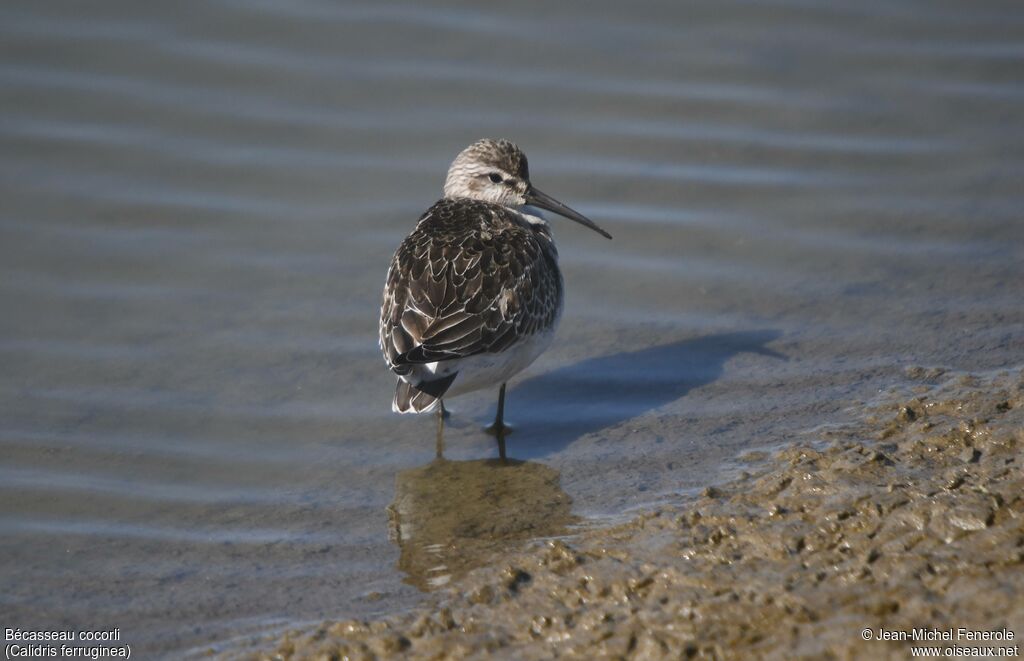 Curlew Sandpiper