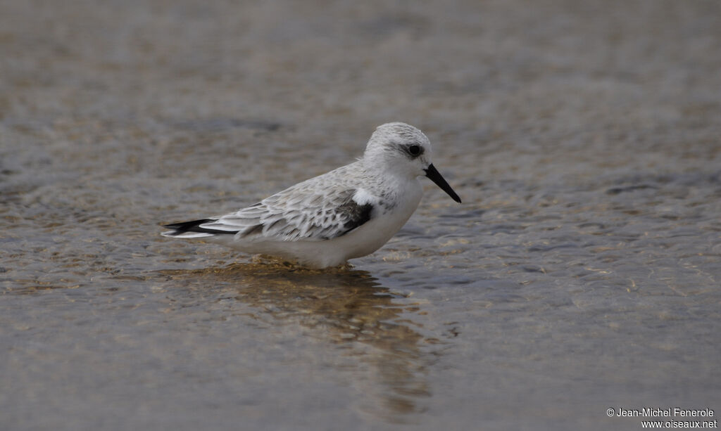 Sanderling