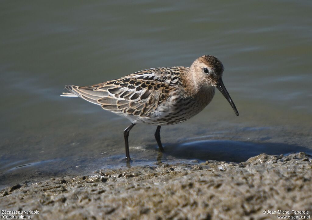 Bécasseau variable