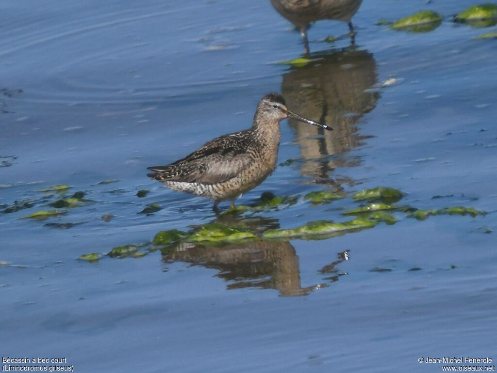 Short-billed Dowitcher