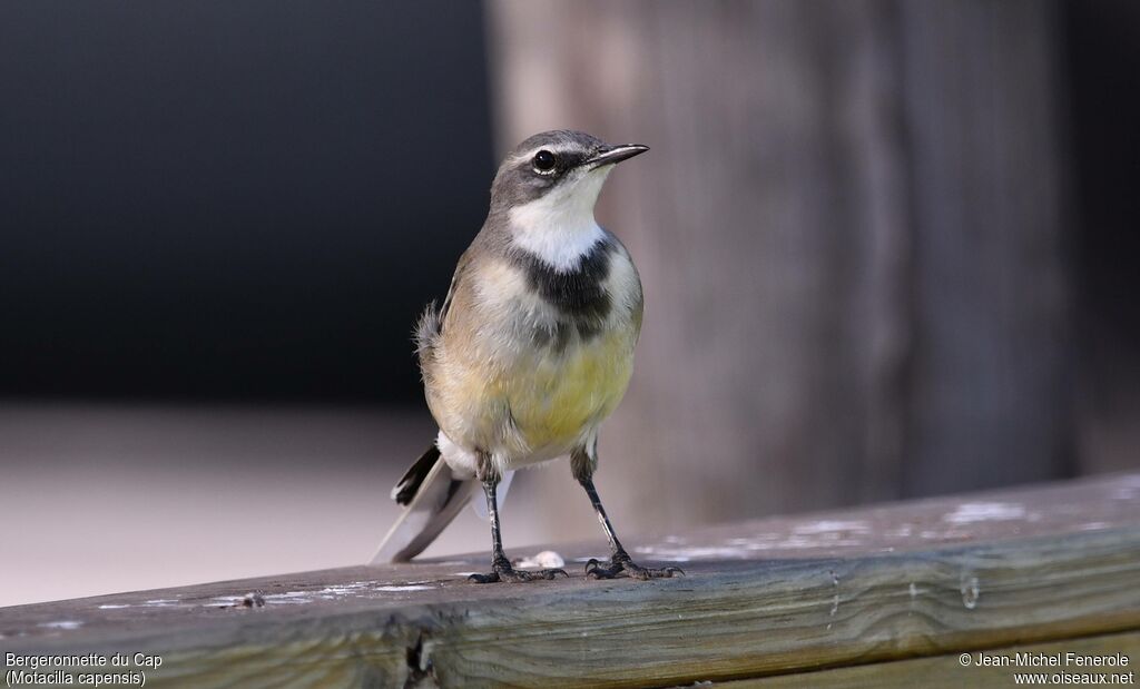 Bergeronnette du Cap