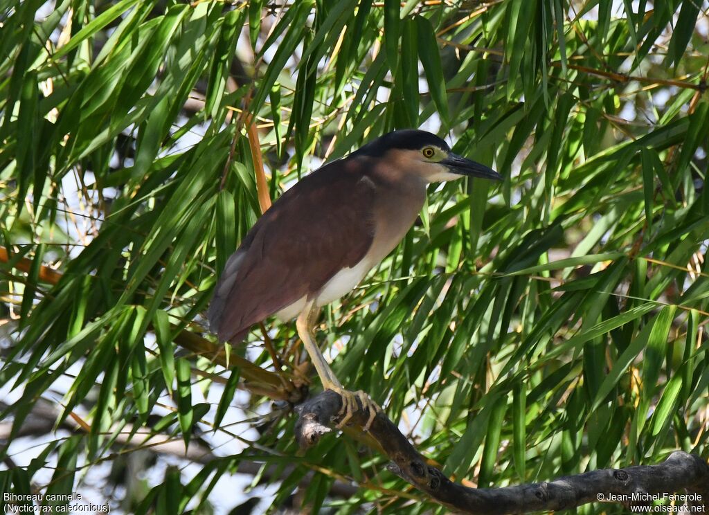 Nankeen Night Heron