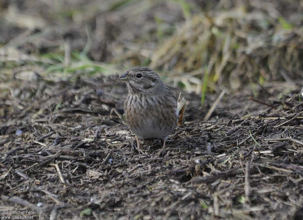 Pine Bunting female, close-up portrait
