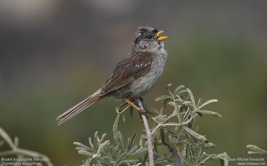 Bruant à couronne blanche