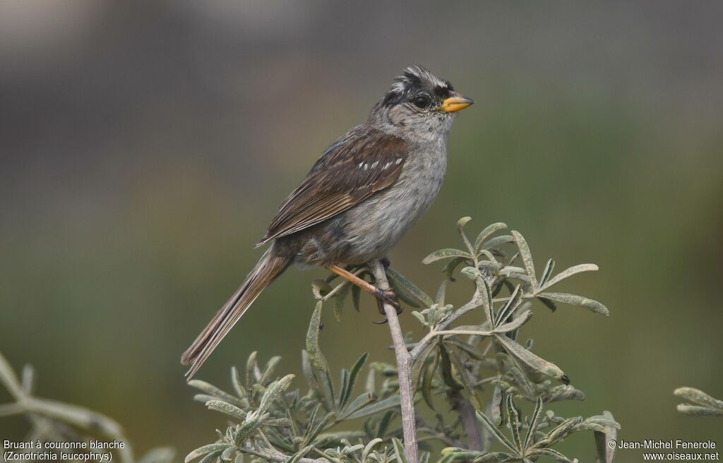 Bruant à couronne blanche