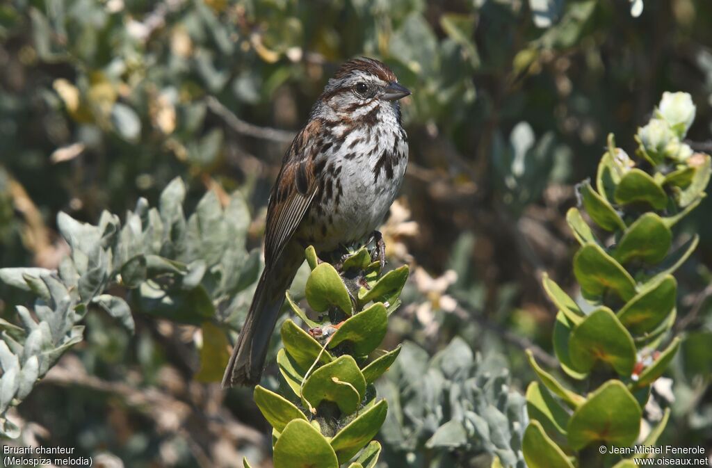 Song Sparrow