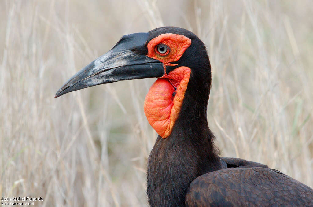 Bucorve du Sud mâle adulte, portrait