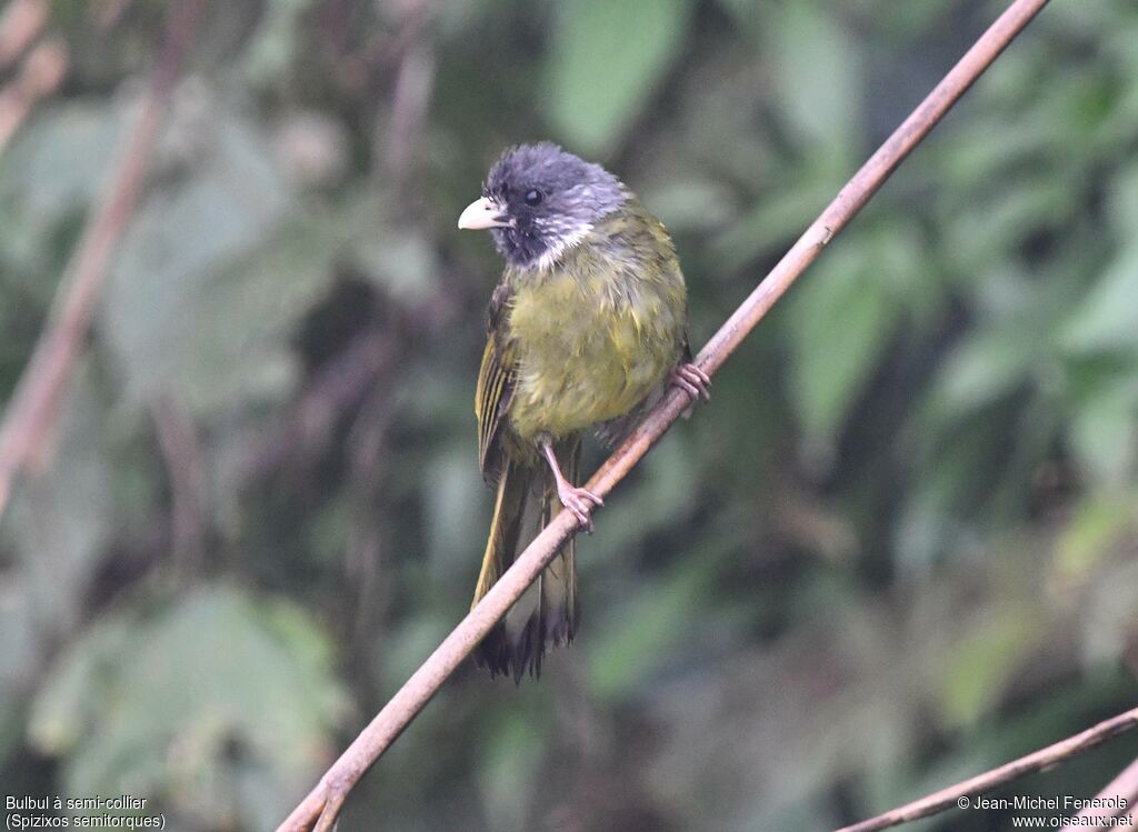 Bulbul à semi-collier