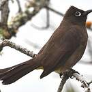 Bulbul du Cap