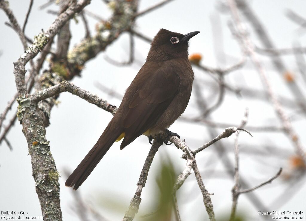 Bulbul du Cap