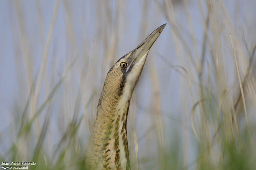 Eurasian Bitternadult, close-up portrait
