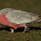 Cacatoès rosalbin
