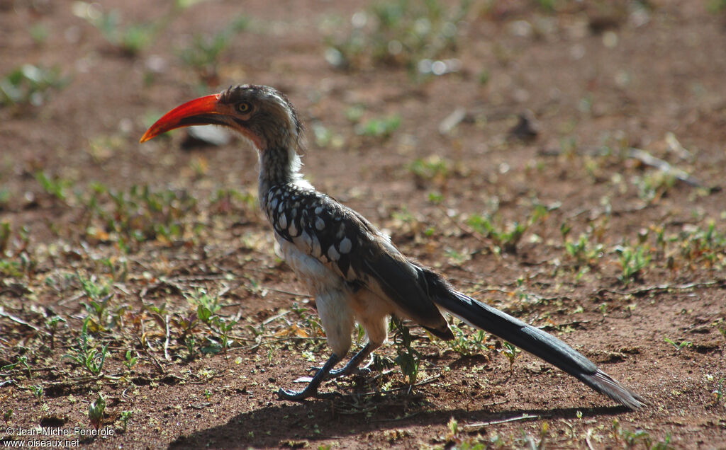 Calao d'Afrique du Sudadulte, identification