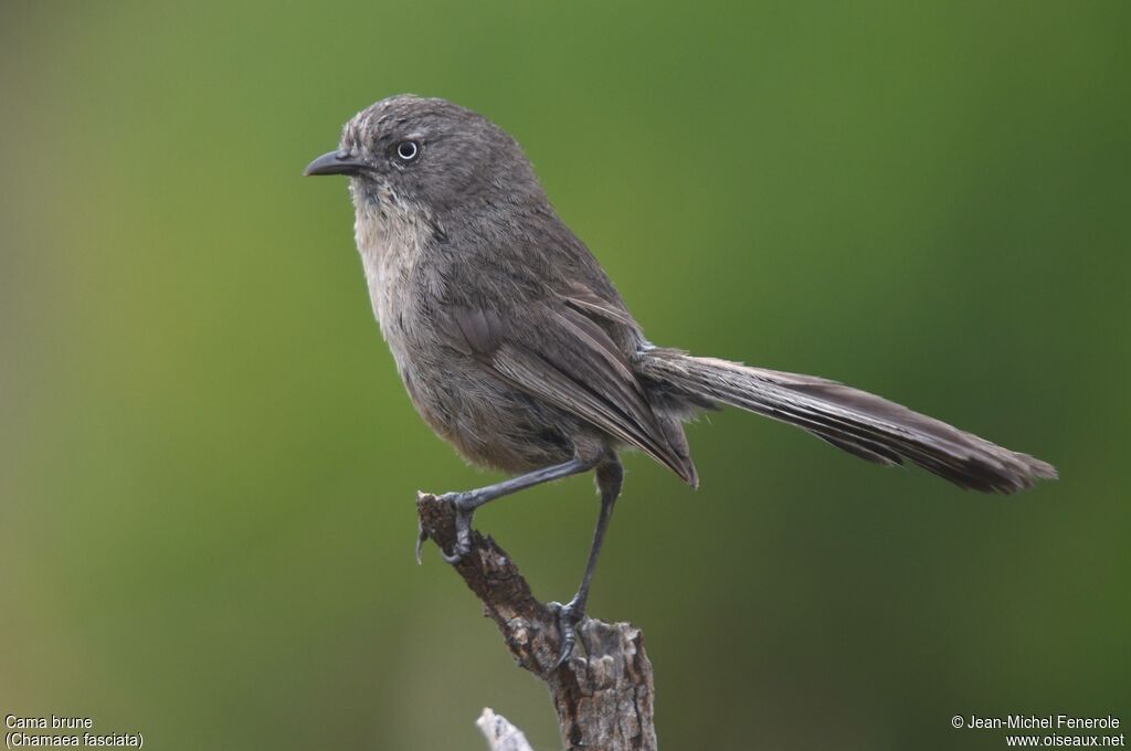 Wrentit