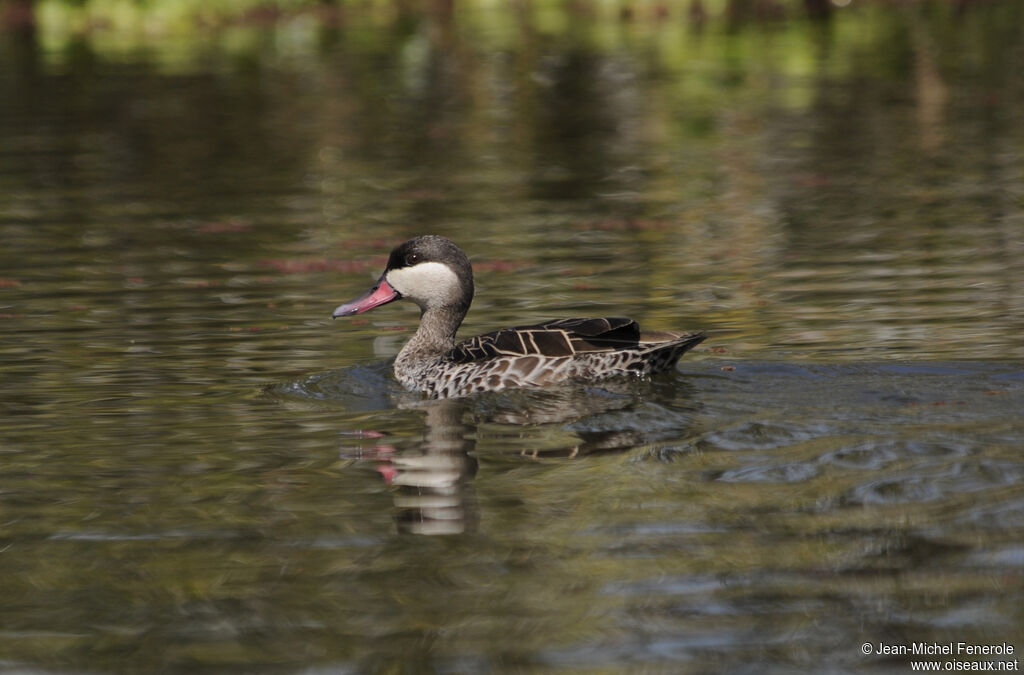 Red-billed Teal