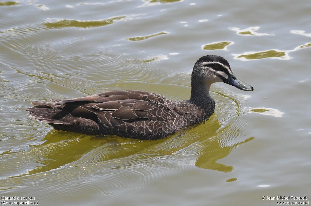 Canard à sourcils