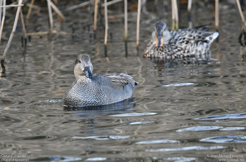 Canard chipeau