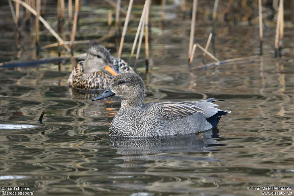 Canard chipeau