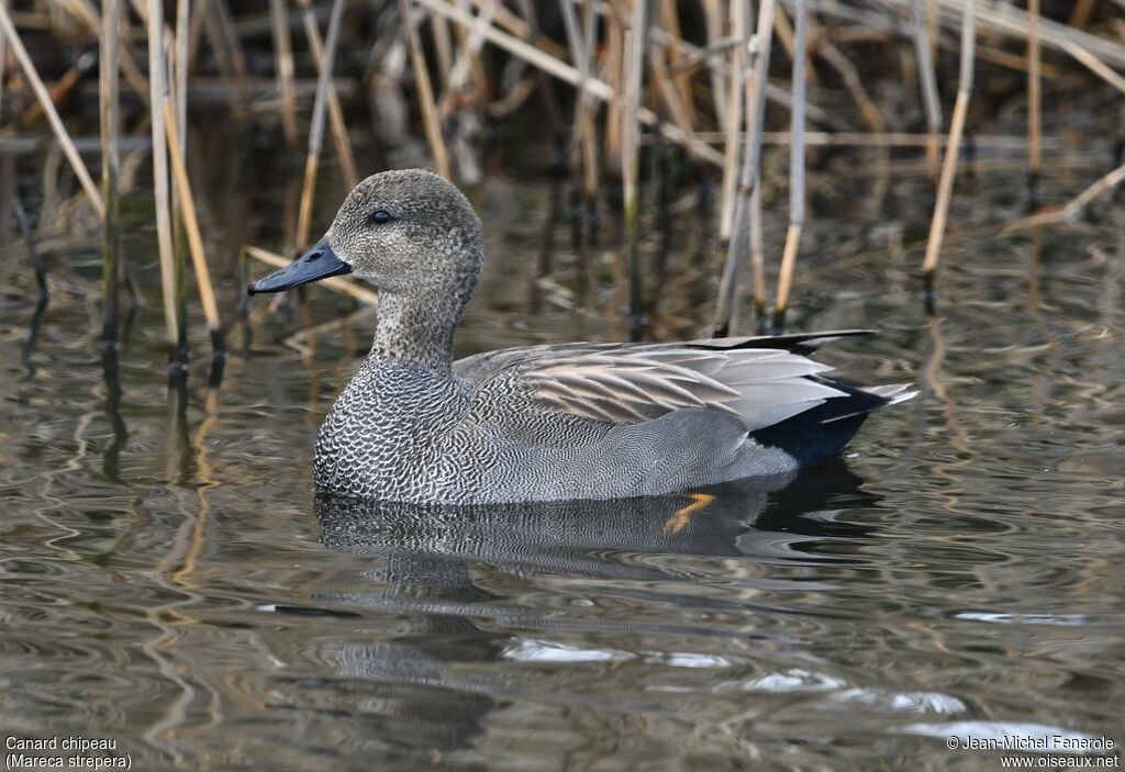 Canard chipeau