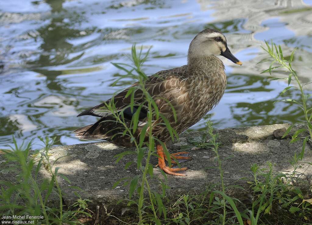 Eastern Spot-billed Duckadult, identification