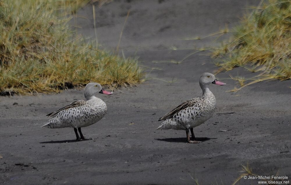 Cape Teal
