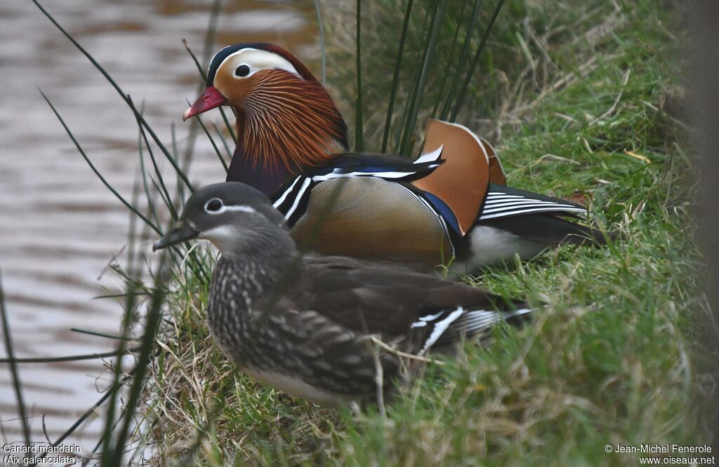 Mandarin Duck
