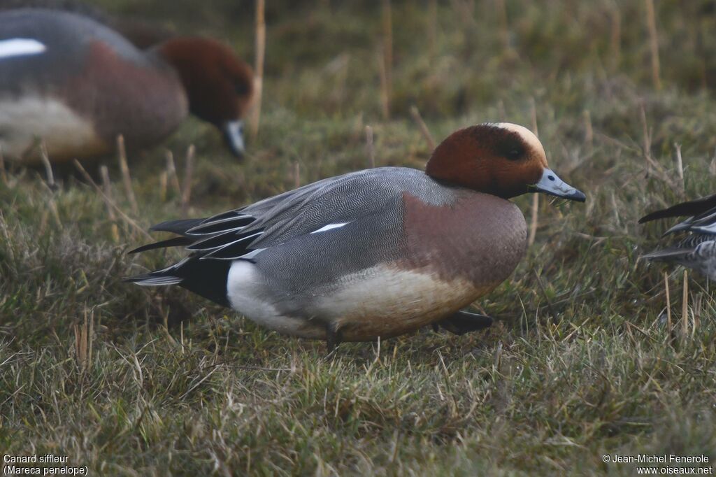 Canard siffleur