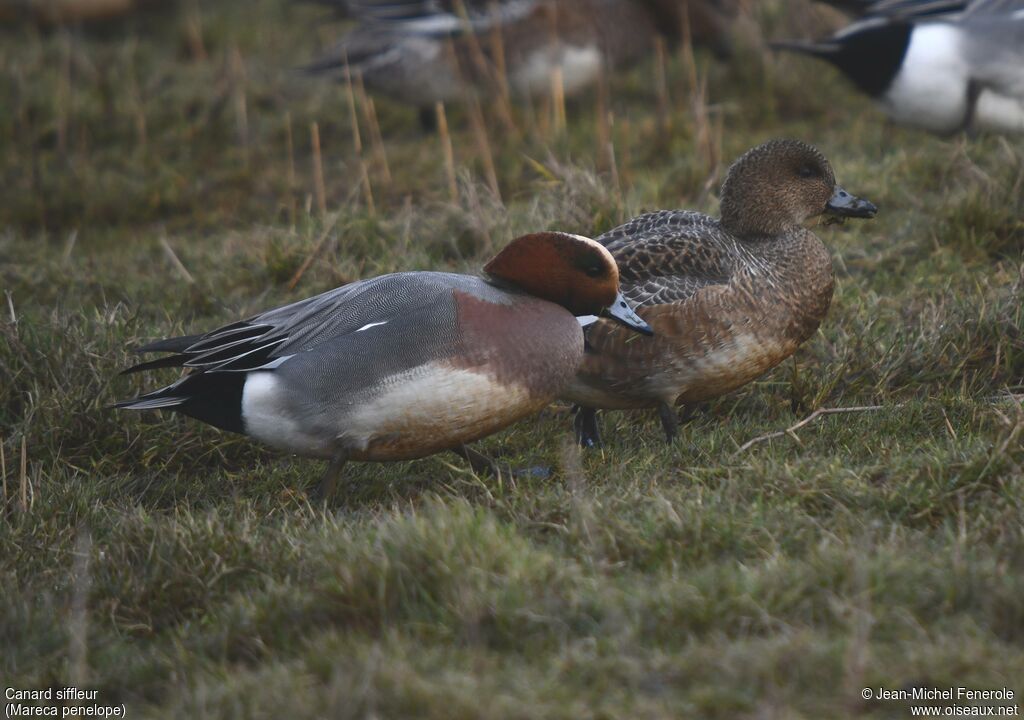 Canard siffleur