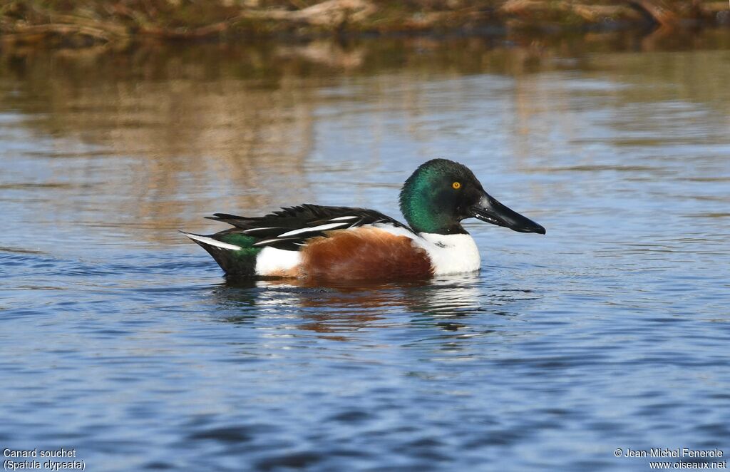 Canard souchet