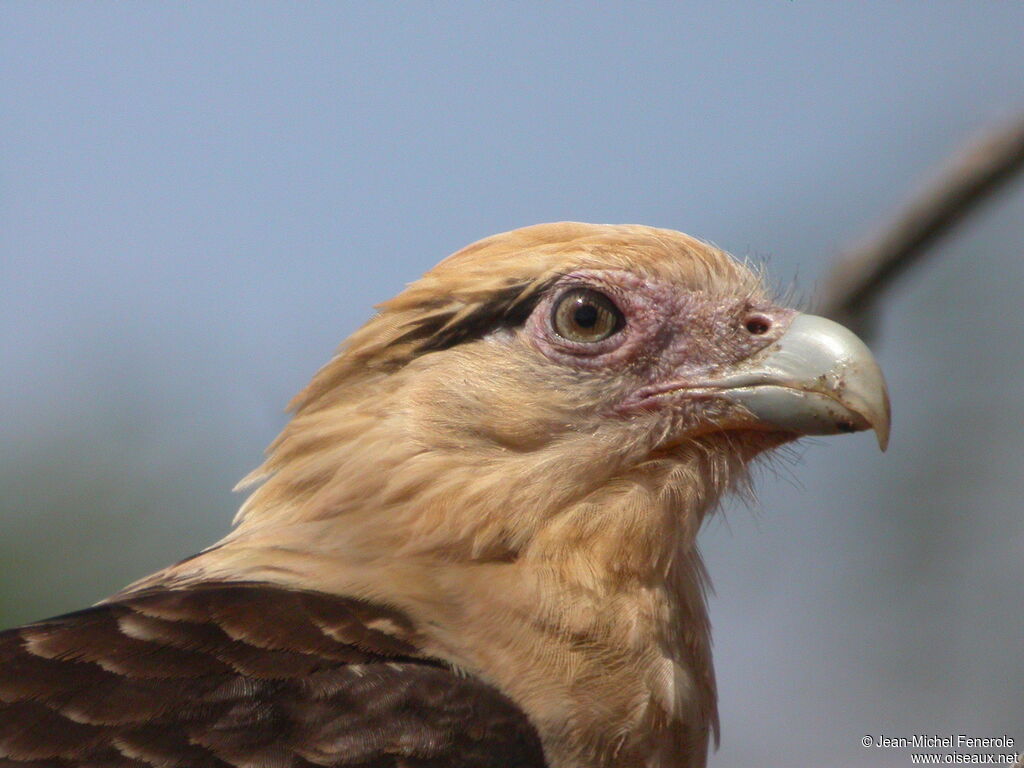 Caracara à tête jaune