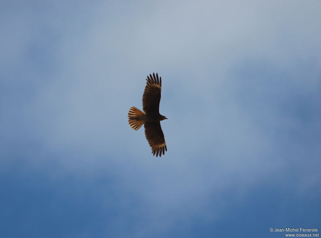 Caracara montagnardimmature
