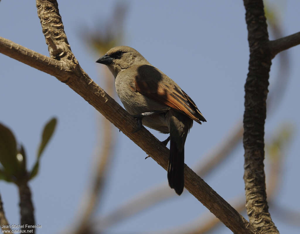 Greyish Baywing
