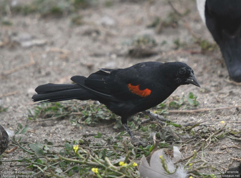 Red-winged Blackbird