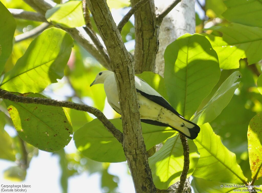 Pied Imperial Pigeon