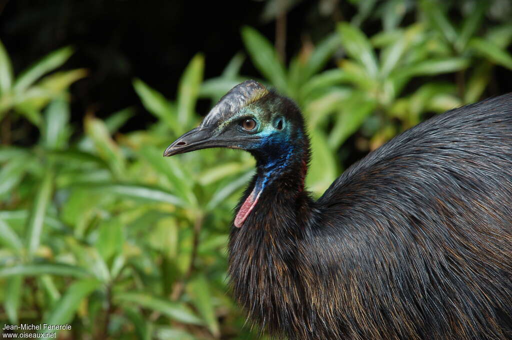 Southern Cassowaryimmature, close-up portrait