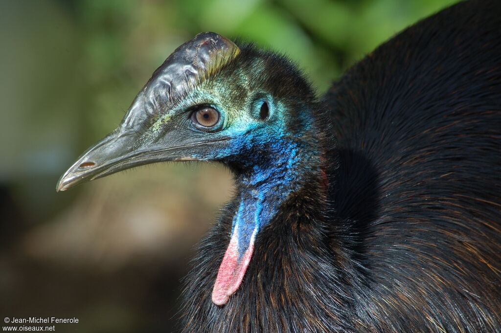 Southern Cassowary