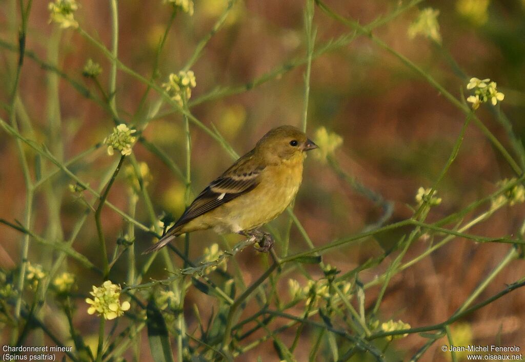 Lesser Goldfinch female