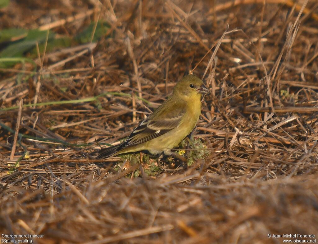 Lesser Goldfinch